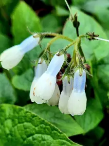 Allet 01 Smeerwortel